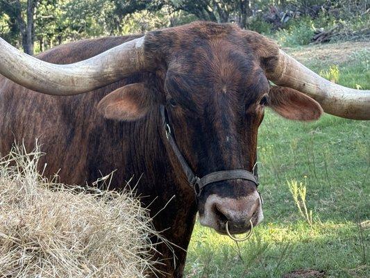 Barker Veterinary Services