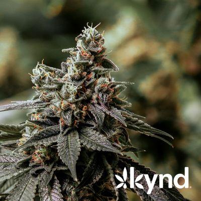 Ayr Dispensary - Union