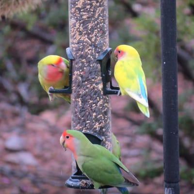 lovebirds in Scottsdale