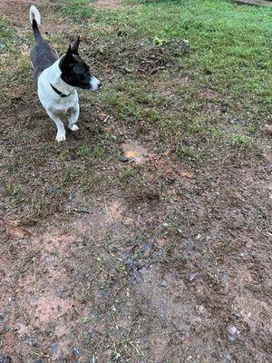 Hernandez Tree Services