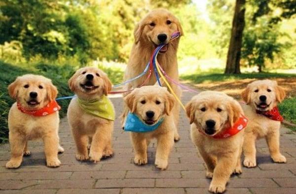 Trinity Tails Dog Walking