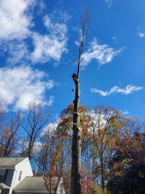 Zacarias Tree Services