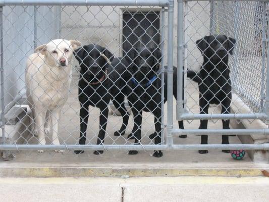 Sale of English lab puppies. Next litter this spring