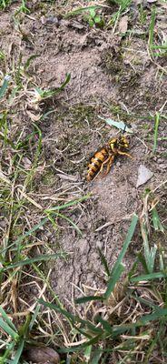 Eco barrier exterminator