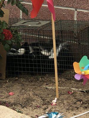 Urban Wildlife Trapping Experts