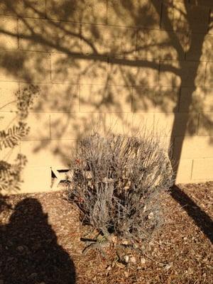 Dead bush has been here a year