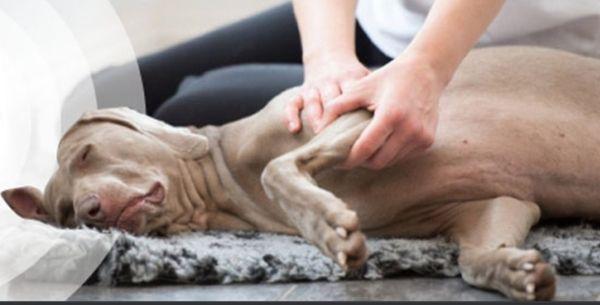 Massage Doggy