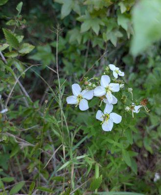 Early stroll along the meadow in late June. Wonderful.