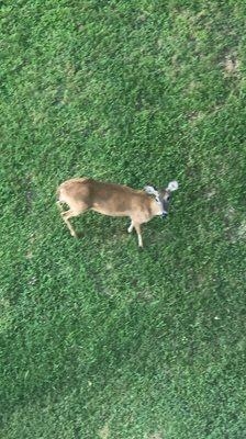 Guadalupe River Roost at Water Wheel Resort Condominiums