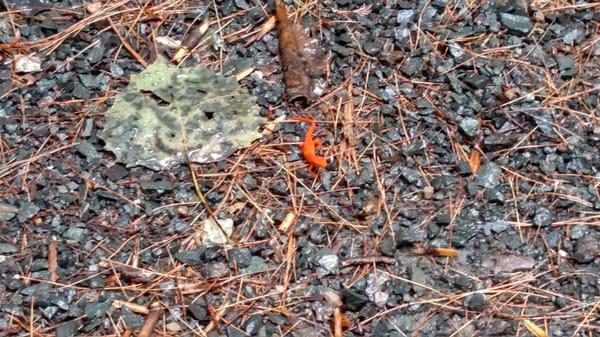 Little orange lizard