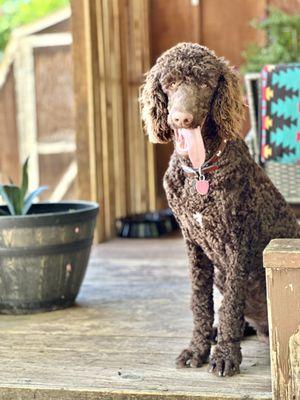 Let's Walk It Off Pet Services