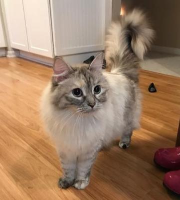 Zen Paws Pet Sitting