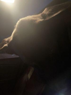 Doggie District and Company