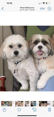 Pampered Paws Pet Spa