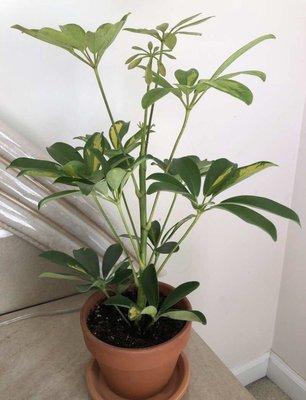 Umbrella plant