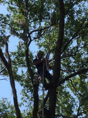 Arborist Aspects