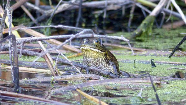 Lake Los Carneros Park