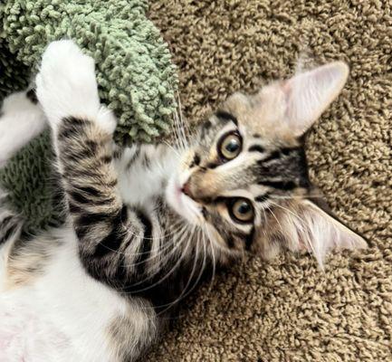 Grateful Hearts Animal Rescue