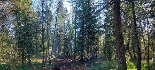 Coastal Timber Cutting