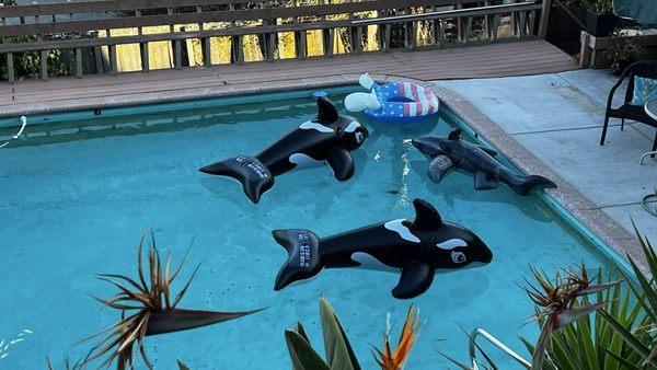 Nelson Pool & Spa Service