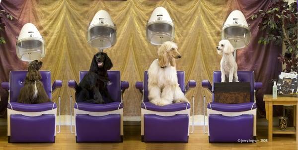 Hot Paws Spa & Boutique