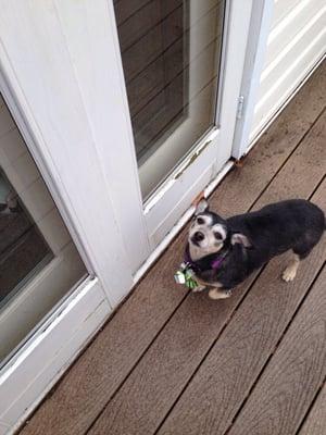 Rosie after get her hair "did". Gorgeous!!