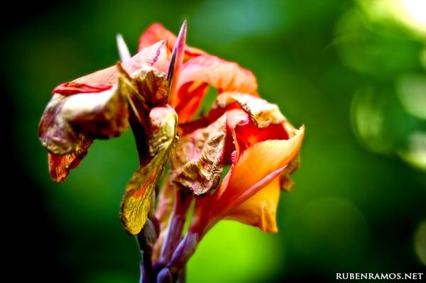 The Music Lessons Experts by Ruben Ramos