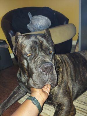 East Renfro Animal Clinic