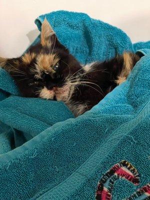 Green Dog & Cat Hospital