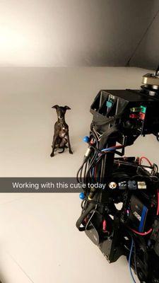 Ivy League Dog School