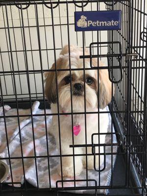 Received pictures of Winney to let me know she was ready to be picked up.  Such wonderful service and special care!