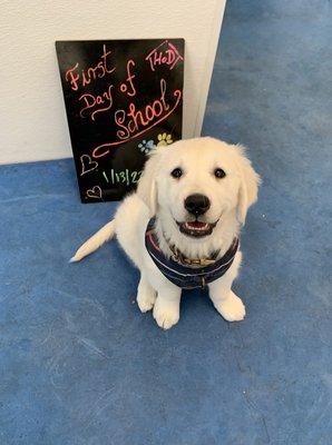 One of HOD's adorable 'pawgress report' photos from our boy's first day!