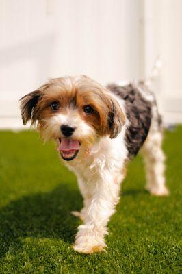 Naperville Area Humane Society Inc