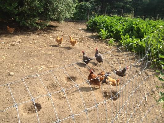 Maple View Farm