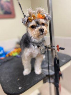Red Rover Dog Grooming