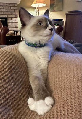 Cat Hospital of Petaluma