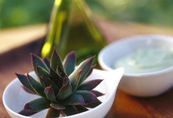 succulents