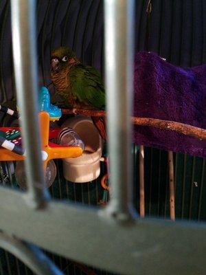 The office bird that chills in the waiting roon