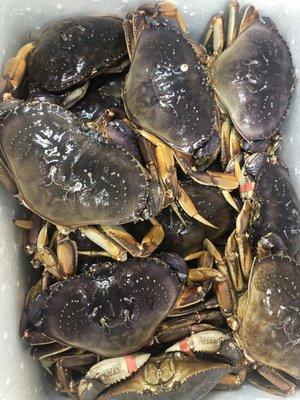 Dungeness crab