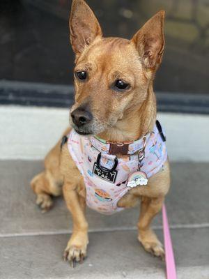 The Honolulu Pet Clinic