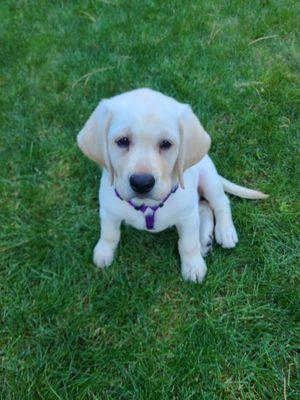 Katia's Dog Gone Walking