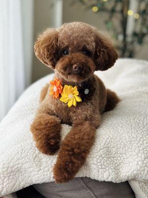 Nicole Dunn Mobile Grooming