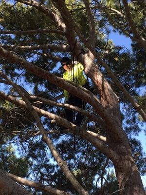 Maguire Tree Care, Inc.