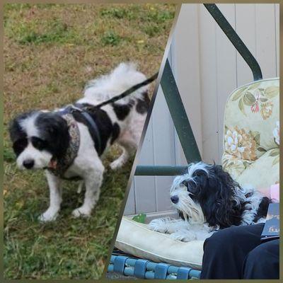 Sugar & Spice Pet Grooming