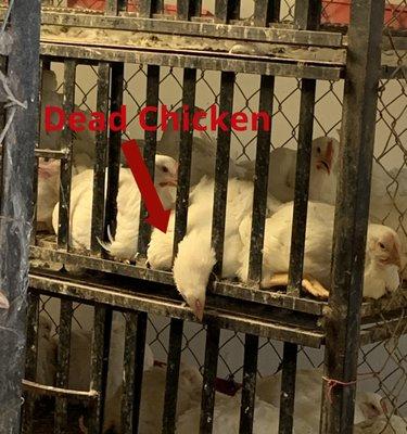 Western Live Poultry