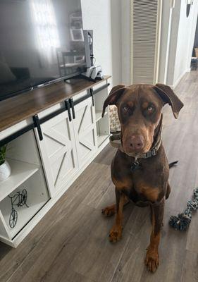 Classy Clips Pet Grooming