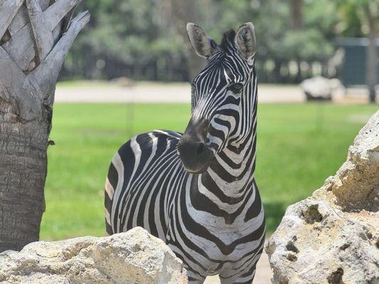 Striped horse. Perfectly posed.