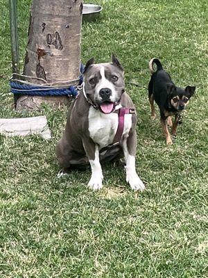 River Valley Veterinary Hospital