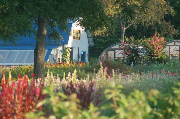 Harvest Moon Flower Farm