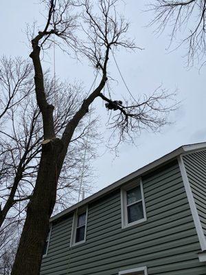 Legend Tree Service